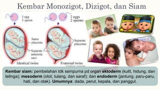Kembar Monozigot, Dizigot, dan Siam
Kembar siam: pembelahan tdk sempurna pd organ ektoderm (kulit, hidung, dan
telinga); mesoderm (otot, tulang, dan saraf); dan endoderm (jantung, paru-paru,
hati, dan otak). Umumnya: dada, perut, kepala, dan panggul.
 