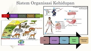 Sistem Organisasi Kehidupan
Sel Jaringan Organ
Sistem
Organ
Organisme/
Individu
Individu
Populasi
Komunitas
Ekosistem
Bioma
 