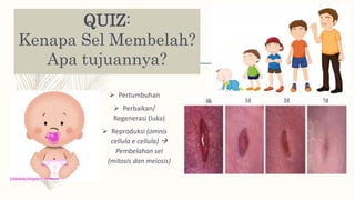 QUIZ:
Kenapa Sel Membelah?
Apa tujuannya?
 Pertumbuhan
 Perbaikan/
Regenerasi (luka)
 Reproduksi (omnis
cellula e cellula) 
Pembelahan sel
(mitosis dan meiosis)
 