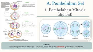 1. Pembelahan Mitosis
(diploid)
Catatan:
Pada akhir pembelahan mitosis (fase telophase), selalu diikuti oleh sitokinesis (pembelahan sitoplasma).
A. Pembelahan Sel
 