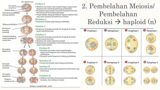 2. Pembelahan Meiosis/
Pembelahan
Reduksi  haploid (n)
 