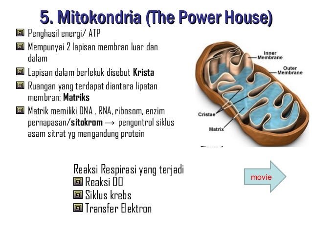 Mengapa Mitokondria Sering Disebut The Powerhouse Of Cell Recommended