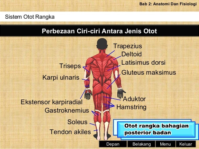 Sains Sukan Tingkatan 4 Bab 2