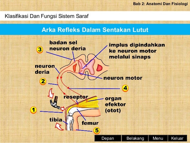 Sains Sukan Tingkatan 4 Bab 2