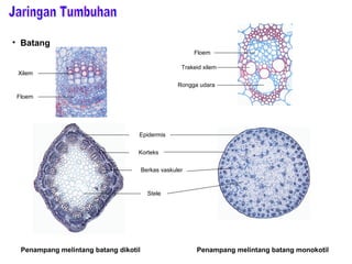 • Batang 
Epidermis 
Korteks 
Penampang melintang batang dikotil 
Floem 
Trakeid xilem 
Rongga udara 
Berkas vaskuler 
Stele 
Xilem 
Floem 
Penampang melintang batang monokotil 
 