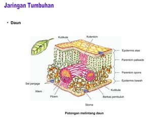 Epidermis atas 
Parenkim palisade 
Parenkim spons 
Epidermis bawah 
Kutikula 
Berkas pembuluh 
Stoma 
Floem 
Sel penjaga 
Xilem 
Kutikula Kolenkim 
Potongan melintang daun 
• Daun 
