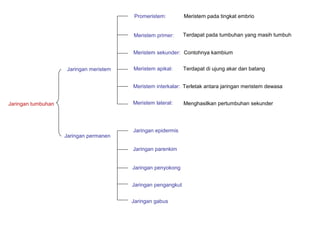 Jaringan tumbuhan 
Jaringan meristem 
Jaringan permanen 
Promeristem: 
Meristem primer: 
Meristem sekunder: 
Meristem apikal: 
Meristem interkalar: 
Meristem lateral: 
Meristem pada tingkat embrio 
Terdapat pada tumbuhan yang masih tumbuh 
Contohnya kambium 
Terdapat di ujung akar dan batang 
Terletak antara jaringan meristem dewasa 
Menghasilkan pertumbuhan sekunder 
Jaringan epidermis 
Jaringan parenkim 
Jaringan penyokong 
Jaringan pengangkut 
Jaringan gabus 
 