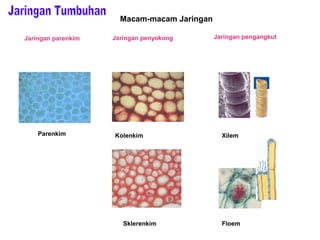 Jaringan parenkim Jaringan penyokong Jaringan pengangkut 
Parenkim Kolenkim 
Sklerenkim 
Xilem 
Floem 
Macam-macam Jaringan 
 