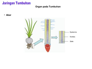 Organ pada Tumbuhan 
• Akar 
Epidermis 
Korteks 
Stele 
 