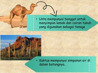 • Unta mempunyai bonggol untuk
menyimpan lemak dan cairan tubuh
yang digunakan sebagai tenaga
• Kaktus mempunyai simpanan air di
dalam batangnya.
 