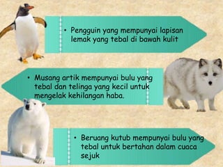 • Pengguin yang mempunyai lapisan
lemak yang tebal di bawah kulit
• Musang artik mempunyai bulu yang
tebal dan telinga yang kecil untuk
mengelak kehilangan haba.
• Beruang kutub mempunyai bulu yang
tebal untuk bertahan dalam cuaca
sejuk
 