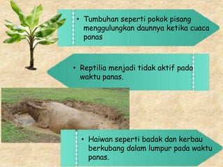• Tumbuhan seperti pokok pisang
menggulungkan daunnya ketika cuaca
panas
• Reptilia menjadi tidak aktif pada
waktu panas.
• Haiwan seperti badak dan kerbau
berkubang dalam lumpur pada waktu
panas.
 