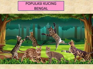 POPULASI KUCING
BENGAL
 