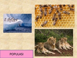 POPULASI
 