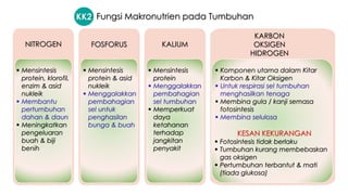 ▪ Mensintesis
protein, klorofil,
enzim & asid
nukleik
▪ Membantu
pertumbuhan
dahan & daun
▪ Meningkatkan
pengeluaran
buah & biji
benih
NITROGEN
KARBON
OKSIGEN
HIDROGEN
KALIUM
FOSFORUS
▪ Mensintesis
protein & asid
nukleik
▪ Menggalakkan
pembahagian
sel untuk
penghasilan
bunga & buah
▪ Mensintesis
protein
▪ Menggalakkan
pembahagian
sel tumbuhan
▪ Memperkuat
daya
ketahanan
terhadap
jangkitan
penyakit
▪ Komponen utama dalam Kitar
Karbon & Kitar Oksigen
▪ Untuk respirasi sel tumbuhan
menghasilkan tenaga
▪ Membina gula / kanji semasa
fotosintesis
▪ Membina selulosa
Fungsi Makronutrien pada Tumbuhan
KESAN KEKURANGAN
▪ Fotosintesis tidak berlaku
▪ Tumbuhan kurang membebaskan
gas oksigen
▪ Pertumbuhan terbantut & mati
(tiada glukosa)
KK2
 