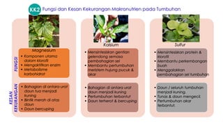 ▪ Komponen utama
dalam klorofil
▪ Mengaktifkan enzim
▪ Metabolisme
karbohidrat
▪ Bahagian di antara urat
daun tua menjadi
kuning
▪ Bintik merah di atas
daun
▪ Daun bercuping
Kalsium
▪ Mensintesiskan gentian
gelendong semasa
pembahagian sel
▪ Membantu pertumbuhan
meristem hujung pucuk &
akar
▪ Bahagian di antara urat
daun menjadi kuning
▪ Pertumbuhan terbantut
▪ Daun terherot & bercuping
▪ Mensintesiskan protein &
klorofil
▪ Membantu perkembangan
buah
▪ Menggalakkan
pembahagian sel tumbuhan
▪ Daun / seluruh tumbuhan
menjadi kuning.
▪ Tunas & daun mengecil.
▪ Pertumbuhan akar
terbantut.
Magnesium
FUNGSI
KESAN
KEKURANGAN
Fungsi dan Kesan Kekurangan Makronutrien pada Tumbuhan
Sulfur
KK2
 