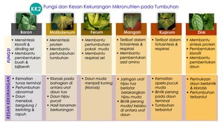 Fungsi dan Kesan Kekurangan Mikronutrien pada Tumbuhan
Boron Molibdenum Ferum Mangan Kuprum Zink
▪ Mensintesis
klorofil &
dinding sel
▪ Membantu
pembentukan
buah &
bijibenih
▪ Mensintesis
protein
▪ Membantu
pertumbuhan
tumbuhan
▪ Membantu
pertumbuhan
pokok muda
▪ Membantu
respirasi sel
▪ Terlibat dalam
fotosintesis &
respirasi
▪ Membantu
pembentukan
asid amino
▪ Terlibat dalam
fotosintesis &
respirasi
▪ Membantu
sintesis protein
▪ Pembentukan
klorofil
▪ Membantu
pembentukan
daun
▪ Kematian
tunas terminal
▪ Pertumbuhan
abnormal
▪ Daun
menebal,
bergulung /
kerinting &
rapuh
▪ Klorosis pada
bahagian di
antara urat
daun tua
▪ Daun hijau
pucat
▪ Hasil tanaman
berkurangan
▪ Daun muda
menjadi kuning
(klorosis)
▪ Jaringan urat
hijau tua
berlatar
belakangkan
hijau muda
▪ Bintik perang
muda/ kelabu
di antara urat
daun
▪ Kematian
apeks pucuk
muda
▪ Bintik perang
pada daun
terminal
▪ Tumbuhan
terbantut
▪ Permukaan
daun berbintik
& klorolsis
▪ Pertumbuhan
terbantut
FUNGSI
KESAN
KEKURANGAN KK2
 