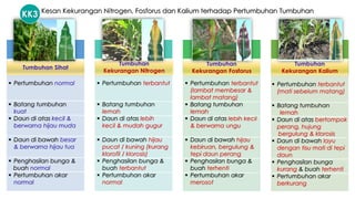 Tumbuhan Sihat
Tumbuhan
Kekurangan Kalium
Tumbuhan
Kekurangan Fosforus
Tumbuhan
Kekurangan Nitrogen
▪ Pertumbuhan normal
▪ Batang tumbuhan
kuat
▪ Daun di atas kecil &
berwarna hijau muda
▪ Daun di bawah besar
& berwarna hijau tua
▪ Penghasilan bunga &
buah normal
▪ Pertumbuhan akar
normal
▪ Pertumbuhan terbantut
▪ Batang tumbuhan
lemah
▪ Daun di atas lebih
kecil & mudah gugur
▪ Daun di bawah hijau
pucat / kuning (kurang
klorofil / klorosis)
▪ Penghasilan bunga &
buah terbantut
▪ Pertumbuhan akar
normal
▪ Pertumbuhan terbantut
(lambat membesar &
lambat matang)
▪ Batang tumbuhan
lemah
▪ Daun di atas lebih kecil
& berwarna ungu
▪ Daun di bawah hijau
kebiruan, bergulung &
tepi daun perang
▪ Penghasilan bunga &
buah terhenti
▪ Pertumbuhan akar
merosot
▪ Pertumbuhan terbantut
(mati sebelum matang)
▪ Batang tumbuhan
lemah
▪ Daun di atas bertompok
perang, hujung
bergulung & klorosis
▪ Daun di bawah layu
dengan tisu mati di tepi
daun
▪ Penghasilan bunga
kurang & buah terhenti
▪ Pertumbuhan akar
berkurang
Kesan Kekurangan Nitrogen, Fosforus dan Kalium terhadap Pertumbuhan Tumbuhan
KK3
 