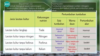 Boron Ferum Kuprum Mangan Zink
Molibdenum
▪ Mensintesiskan
klorofil dan
dinding sel
▪ Membantu
pembentukan
buah dan biji
benih
▪ Membantu
pertumbuhan
bahagian
pokok yang
muda
▪ Membantu
respirasi sel
▪ Terlibat dalam
fotosintesis dan
respirasi
▪ Terlibat dalam
fotosintesis dan
respirasi
▪ Membantu
pembentukan
asid amino
▪ Mensintesiskan
protein
▪ Membantu
pertumbuhan
tumbuhan
▪ Membantu
sintesis protein &
pembentukan
klorofil
▪ Membantu
pembentukan
daun
FUNGSI
KESAN
KEKURANGAN
▪ Kematian tunas
terminal &
pertumbuhan
abnormal
▪ Daun menebal,
kerinting/
bergulung &
rapuh
▪ Daun muda
menjadi kuning
(klorosis)
▪ Tumbuhan
mati
▪ Kematian
apeks pucuk
muda
▪ Bintik perang
pada daun
terminal
▪ Pertumbuhan
terbantut
Fungsi dan Kesan Kekurangan Mikronutrien pada Tumbuhan
▪ Permukaan
daun berbintik
dgn bahagian
berklorosis
▪ Pertumbuhan
terbantut
▪ Klorosis pada
bahagian di
antara urat
daun matang
▪ Daun hijau
pucat
▪ Hasil tanaman
berkurangan
▪ Jaringan urat
daun tua
berlatar
belakangkan
hijau muda
▪ Bintik perang
muda/kelabu
di antara urat
daun
Eksperimen 2.2:
Untuk mengkaji kesan kekurangan
makronutrien (nitrogen, fosforus & kalium)
terhadap pertumbuhan tumbuhan
Normal
sihat
Terbantut
kecil
Sihat
hijau
Sedikit
Normal
Normal
Sedikit
Kekuningan
(Klorosis)
Hijau kebiruan
/ ungu
Klorosis,
Tepi daun
kering
Terbantut
kecil
Terbantut
kecil
Kesimpulan:
Tumbuhan memerlukan nutrien nitrogen,
fosforus dan kalium untuk pertumbuhan yang
sihat.
KK3
 