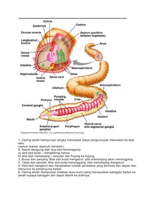 1. Cacing tanah mempunyai rangka hidrostatik (daya penguncupan dikenakan ke atas
satu
coelum (kamar dipenuhi bendalir).
2. Selom dikepung oleh dua otot berantagonis:
a) otot-otot bulat – mengelilingi kamar
b) otot-otot memanjang – lanjutan dari hujung ke hujung.
3. Kurus dan panjang: Bila otot bulat mengecut, otot memanjang akan merenggang.
4. Tebal dan pendek: Bila otot bulat merenggang, otot memanjang mengecut.
5. Otot-otot mengecut dan menjanakan ombak peristalsis yang bermula dari depan dan
menjurus ke penghujung badan.
6. Cacing tanah mempunyai chaetae (bulu-bulu) yang mensaukkan bahagian badan ke
tanah supaya bahagian lain dapat ditarik ke arahnya.
 
