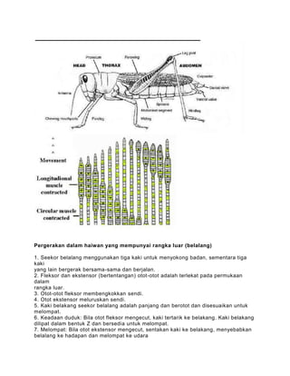 Pergerakan dalam haiwan yang mempunyai rangka luar (belalang)

1. Seekor belalang menggunakan tiga kaki untuk menyokong badan, sementara tiga
kaki
yang lain bergerak bersama-sama dan berjalan.
2. Fleksor dan ekstensor (bertentangan) otot-otot adalah terlekat pada permukaan
dalam
rangka luar.
3. Otot-otot fleksor membengkokkan sendi.
4. Otot ekstensor meluruskan sendi.
5. Kaki belakang seekor belalang adalah panjang dan berotot dan disesuaikan untuk
melompat.
6. Keadaan duduk: Bila otot fleksor mengecut, kaki tertarik ke belakang. Kaki belakang
dilipat dalam bentuk Z dan bersedia untuk melompat.
7. Melompat: Bila otot ekstensor mengecut, sentakan kaki ke belakang, menyebabkan
belalang ke hadapan dan melompat ke udara
 