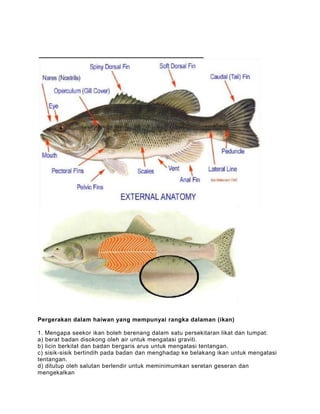 Pergerakan dalam haiwan yang mempunyai rangka dalaman (ikan)

1. Mengapa seekor ikan boleh berenang dalam satu persekitaran likat dan tumpat:
a) berat badan disokong oleh air untuk mengatasi graviti.
b) licin berkilat dan badan bergaris arus untuk mengatasi tentangan.
c) sisik-sisik bertindih pada badan dan menghadap ke belakang ikan untuk mengatasi
tentangan.
d) ditutup oleh salutan berlendir untuk meminimumkan seretan geseran dan
mengekalkan
 