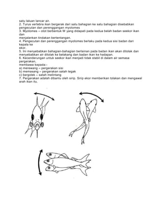 satu laluan lancar air.
2. Turus vertebra ikan bergerak dari satu bahagian ke satu bahagian disebabkan
pengecutan dan perenggangan myotomes
3. Myotomes – otot berbentuk W yang didapati pada kedua belah badan seekor ikan
dan
menjalankan tindakan bertentangan.
4. Pengecutan dan perenggangan myotomes berlaku pada kedua sisi badan dari
kepala ke
ekor.
5. Ini menyebabkan bahagian-bahagian berlainan pada badan ikan akan ditolak dan
menyebabkan air ditolak ke belakang dan badan ikan ke hadapan.
6. Kecenderungan untuk seekor ikan menjadi tidak stabil di dalam air semasa
pergerakan,
membawa kepada:-
a) merewang – pergerakan sisi
b) memasang – pergerakan satah tegak
c) bergolek – satah melintang
7. Pergerakan adalah dibantu oleh sirip. Sirip ekor memberikan tolakan dan mengawal
arah ikan itu.
 