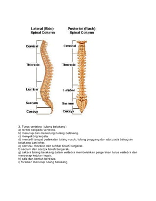 3. Turus vertebra (tulang belakang)
a) terdiri daripada vertebra.
b) menutup dan melindungi tulang belakang.
c) menyokong kepala
d) menjadi tempat perlekatan tulang rusuk, tulang pinggang dan otot pada bahagian
belakang dan leher.
e) cervical, thoracic dan lumbar boleh bergerak.
f) sacrum dan coccyx boleh bergerak.
g) cakera tulang belakang dalam vertebra membolehkan pergerakan turus vertebra dan
menyerap kejutan tegak.
h) saiz dan bentuk berbeza.
i) foramen menutup tulang belakang
 