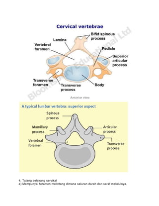 4. Tulang belakang servikal
a) Mempunyai foramen melintang dimana saluran darah dan saraf melaluinya.
 
