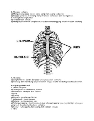 5.   Thoracic vertebra
a)   Mempunyai proses-proses spina yang memanjang ke bawah.
b)   Proses spina dan melintang menjadi tempat perlekatan otot dan ligamen.
6.   Tulang belakang lumbar
a)   Terbesar dan terkuat.
b)   Mempunyai centrum yang besar yang boleh menanggung berat bahagian belakang




7. Thoraks:
a) sangkar toraks (terdiri daripada tulang rusuk dan sternum)
b) menutup dan melindungi organ di dalam rongga toraks dan bahagian atas abdomen.

Rangka appendikular
1. Terdiri daripada:
a) Tulang bahu – klavikel dan skapula
b) Humerus – bahagian atas tangan,
c) Ulna
d) Radius
e) Karpal – pergelangan tangan
f) Metakarpal – tapak tangan
g) Falang – jari tangan dan kaki
g) Tulang pinggang – terdiri daripada dua tulang pinggang yang memberikan sokongan
yang kuat dan stabil untuk turus vertebra.
h) Femur – tulang peha, terpanjang, terberat dan terkuat.
i) Tibia
 