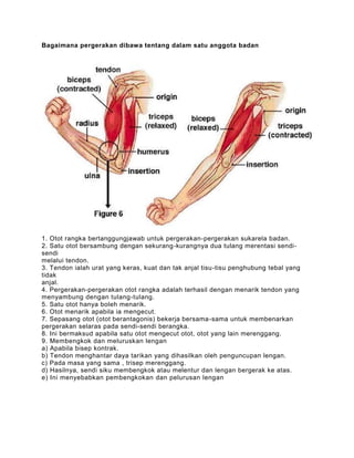 Bagaimana pergerakan dibawa tentang dalam satu anggota badan




1. Otot rangka bertanggungjawab untuk pergerakan-pergerakan sukarela badan.
2. Satu otot bersambung dengan sekurang-kurangnya dua tulang merentasi sendi-
sendi
melalui tendon.
3. Tendon ialah urat yang keras, kuat dan tak anjal tisu-tisu penghubung tebal yang
tidak
anjal.
4. Pergerakan-pergerakan otot rangka adalah terhasil dengan menarik tendon yang
menyambung dengan tulang-tulang.
5. Satu otot hanya boleh menarik.
6. Otot menarik apabila ia mengecut.
7. Sepasang otot (otot berantagonis) bekerja bersama-sama untuk membenarkan
pergerakan selaras pada sendi-sendi berangka.
8. Ini bermaksud apabila satu otot mengecut otot, otot yang lain merenggang.
9. Membengkok dan meluruskan lengan
a) Apabila bisep kontrak.
b) Tendon menghantar daya tarikan yang dihasilkan oleh penguncupan lengan.
c) Pada masa yang sama , trisep merenggang.
d) Hasilnya, sendi siku membengkok atau melentur dan lengan bergerak ke atas.
e) Ini menyebabkan pembengkokan dan pelurusan lengan
 