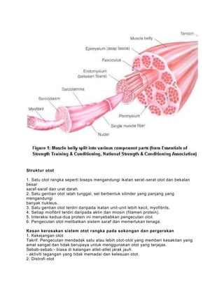 Struktur otot

1. Satu otot rangka seperti biseps mengandungi ikatan serat -serat otot dan bekalan
besar
saraf-saraf dan urat darah.
2. Satu gentian otot ialah tunggal, sel berbentuk silinder yang panjang yang
mengandungi
banyak nukleus.
3. Satu gentian otot terdiri daripada ikatan unit-unit lebih kecil, myofibrils.
4. Setiap miofibril terdiri daripada aktin dan miosin (filamen protein).
5. Interaksi kedua-dua protein ini menyebabkan pengecutan otot.
6. Pengecutan otot melibatkan sistem saraf dan memerlukan tenaga.

Kesan kerosakan sistem otot rangka pada sokongan dan pergerakan
1. Kekejangan otot
Takrif: Pengecutan mendadak satu atau lebih otot-otot yang memberi kesakitan yang
amat sangat dan tidak berupaya untuk menggunakan otot yang terjejas.
Sebab-sebab:- biasa di kalangan atlet-atlet jarak jauh.
- aktiviti tegangan yang tidak memadai dan kelesuan otot.
2. Distrofi otot
 