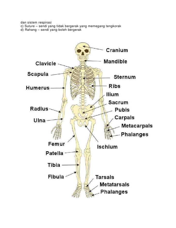 Bab 2 Biologi Ting 5