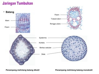 • Batang
Penampang melintang batang dikotil
Epidermis
Korteks
Berkas vaskuler
Stele
Xilem
Floem
Penampang melintang batang monokotil
Trakeid xilem
Floem
Rongga udara
 