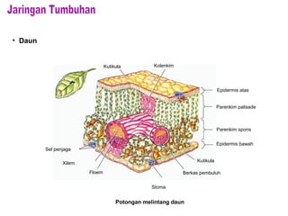 Epidermis atas
Parenkim palisade
Parenkim spons
Epidermis bawah
Kutikula
Berkas pembuluh
Stoma
Floem
Xilem
Sel penjaga
Kutikula Kolenkim
Potongan melintang daun
• Daun
 