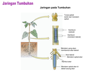 Tunas apikal
terdiri dari meristem
apikal
Kambium
(meristem lateral)
Kambium
vaskuler
Meristem yang akan
membentuk akar lateral
Akar lateral
Meristem apikal akar
Rambut akar
Meristem apikal akar di
dekat tudung akar
Jaringan pada Tumbuhan
 