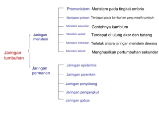 Jaringan
tumbuhan
Jaringan
meristem
Jaringan
permanen
Promeristem:
Meristem primer:
Meristem sekunder:
Meristem apikal:
Meristem interkalar:
Meristem lateral:
Meristem pada tingkat embrio
Terdapat pada tumbuhan yang masih tumbuh
Contohnya kambium
Terdapat di ujung akar dan batang
Terletak antara jaringan meristem dewasa
Menghasilkan pertumbuhan sekunder
Jaringan epidermis
Jaringan parenkim
Jaringan penyokong
Jaringan pengangkut
Jaringan gabus
 