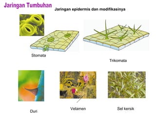 Jaringan epidermis dan modifikasinya
Stomata
Trikomata
Duri
Velamen Sel kersik
 