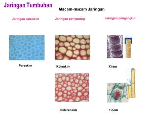 Jaringan parenkim Jaringan penyokong Jaringan pengangkut
Parenkim Kolenkim
Sklerenkim
Xilem
Floem
Macam-macam Jaringan
 