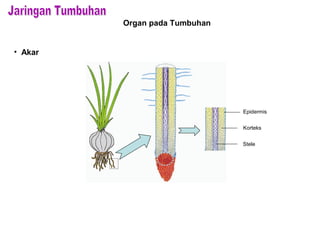 Organ pada Tumbuhan
• Akar
Epidermis
Korteks
Stele
 