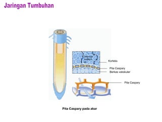 Jalannya
molekul
air Korteks
Pita Caspary
Berkas vakskuler
Pita Caspary
Pita Caspary pada akar
 