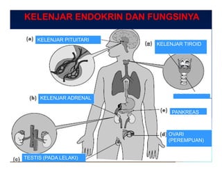 Bab 2 koordinasi badan... sains tingkatan4