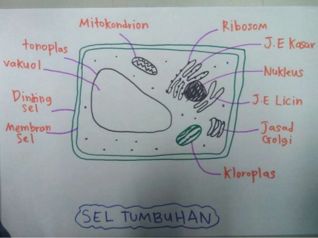 Latihan 2 1 Sel Haiwan Dan Sel Tumbuhan Pdf
