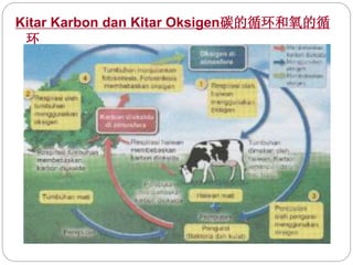 华语翻译】SAINS KSSM Tingkatan 2 Bab2 ekosistem