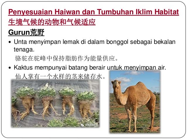 华语翻译 Sains Kssm Tingkatan 2 Bab2 Ekosistem