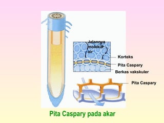 Jalannya
molekul
air
Korteks
Pita Caspary
Berkas vakskuler
Pita Caspary
Pita Caspary pada akar
 