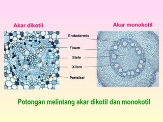Endodermis
Floem
Stele
Xilem
Perisikel
Potongan melintang akar dikotil dan monokotil
Akar dikotil Akar monokotil
 