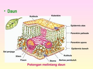 Epidermis atas
Parenkim palisade
Parenkim spons
Epidermis bawah
Kutikula
Berkas pembuluhStomaFloem
Xilem
Sel penjaga
Kutikula Kolenkim
Potongan melintang daun
• Daun
 