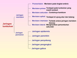 Jaringan
tumbuhan
Jaringan
meristem
Jaringan
permanen
Promeristem:
Meristem primer:
Meristem sekunder:
Meristem apikal:
Meristem interkalar:
Meristem lateral:
Meristem pada tingkat embrio
Terdapat pada tumbuhan yang
masih tumbuh
Contohnya kambium
Terdapat di ujung akar dan batang
Terletak antara jaringan meristem
dewasa
Menghasilkan pertumbuhan
sekunder
Jaringan epidermis
Jaringan parenkim
Jaringan penyokong
Jaringan pengangkut
Jaringan gabus
 