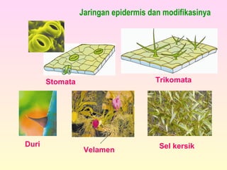Jaringan epidermis dan modifikasinya
Stomata Trikomata
Duri
Velamen
Sel kersik
 